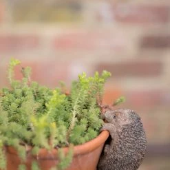 Mooch..... Hedgehog Pot Hanger