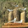 Mooch..... Shoeless Joe Gulls On Lookout Driftwood Ornament