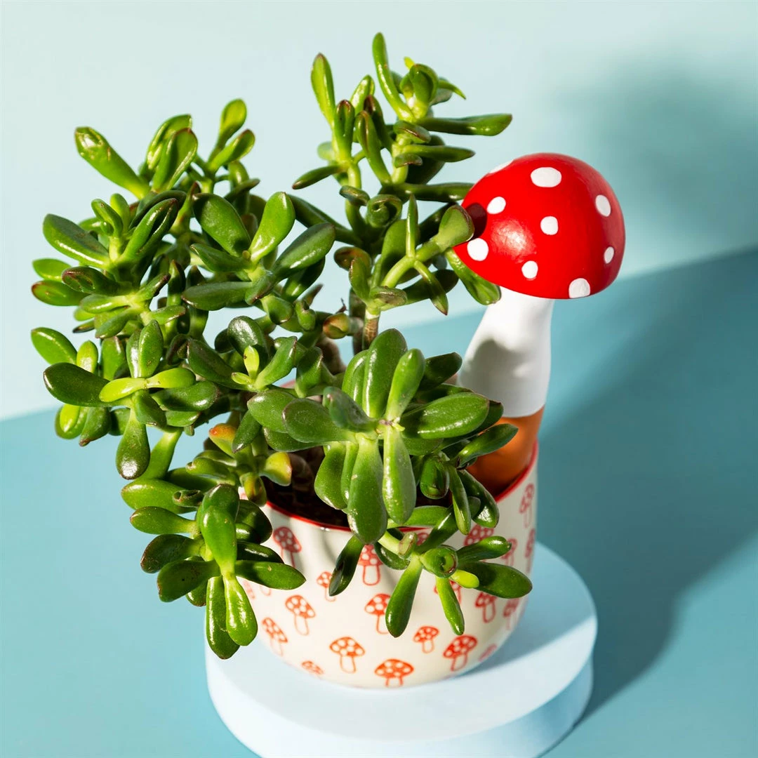 Best deal 🌟 Mooch..... Mushroom Shaped Watering Spike 🎉 3 Mooch..... Mushroom Shaped Watering Spike